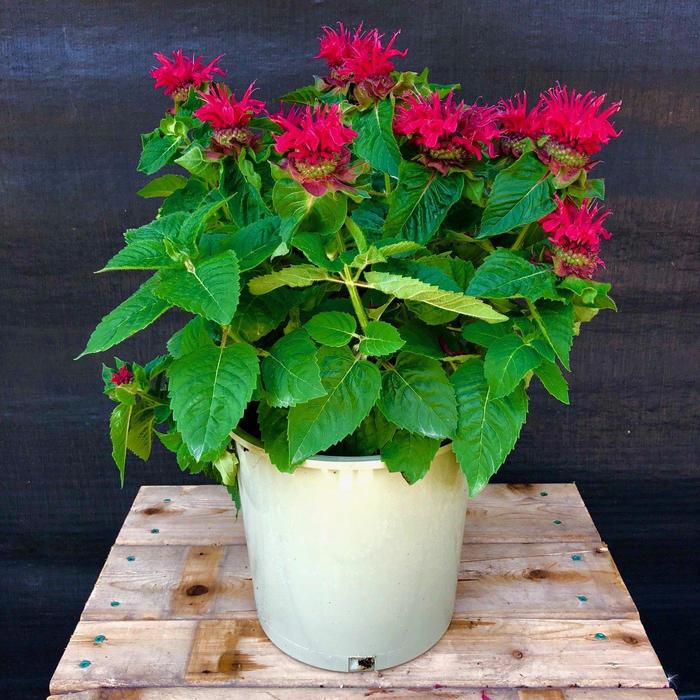 Bee Balm - Monarda Bee you be Happy Bee Balm - Monarda Bee you be Happy