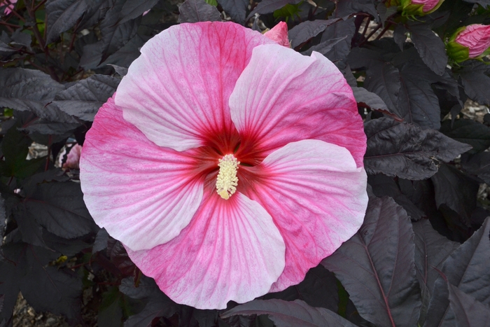 Rose Mallow - Hibiscus 'Starry Starry Night'