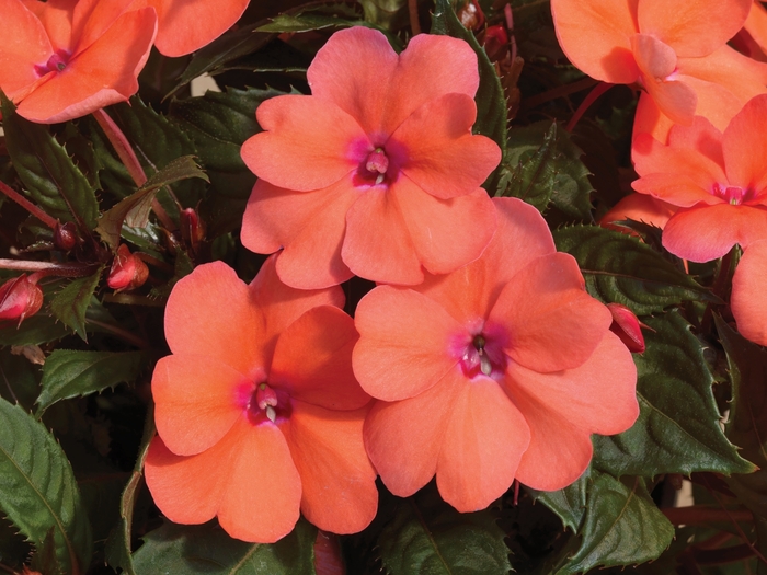 SunPatiens® Coral Pink - Impatiens () SunPatiens® Coral Pink - Impatiens ()