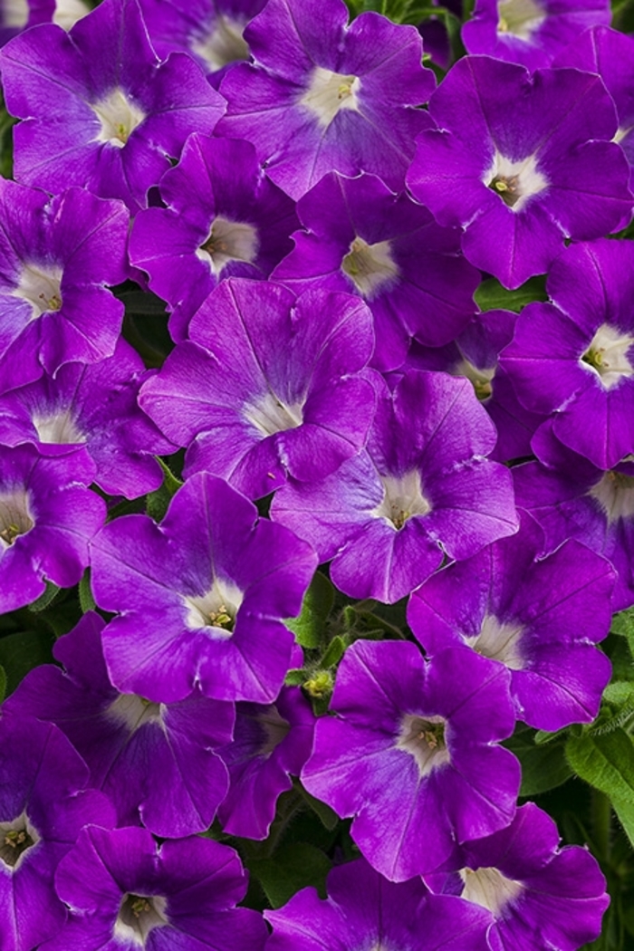 Supertunia® Morning Glory Charm - Petunia hybrid Supertunia® Morning Glory Charm - Petunia hybrid