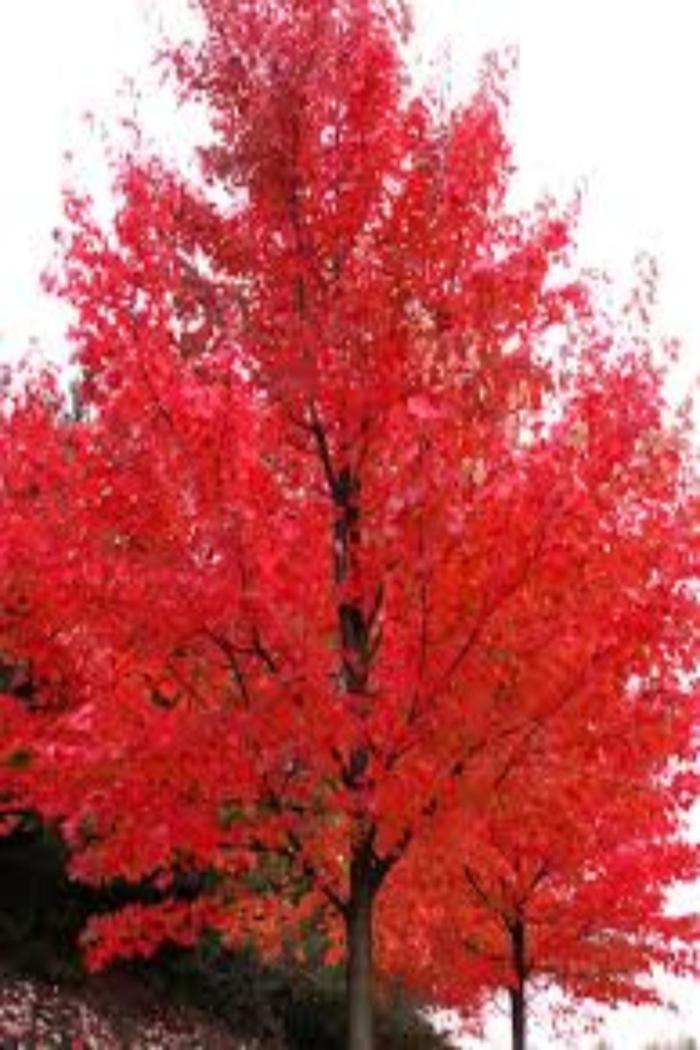 Autumn Radiance Maple - Acer rubrum 'Autumn Radiance'
