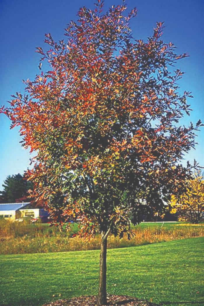 Northern Red Oak - Quercus rubra
