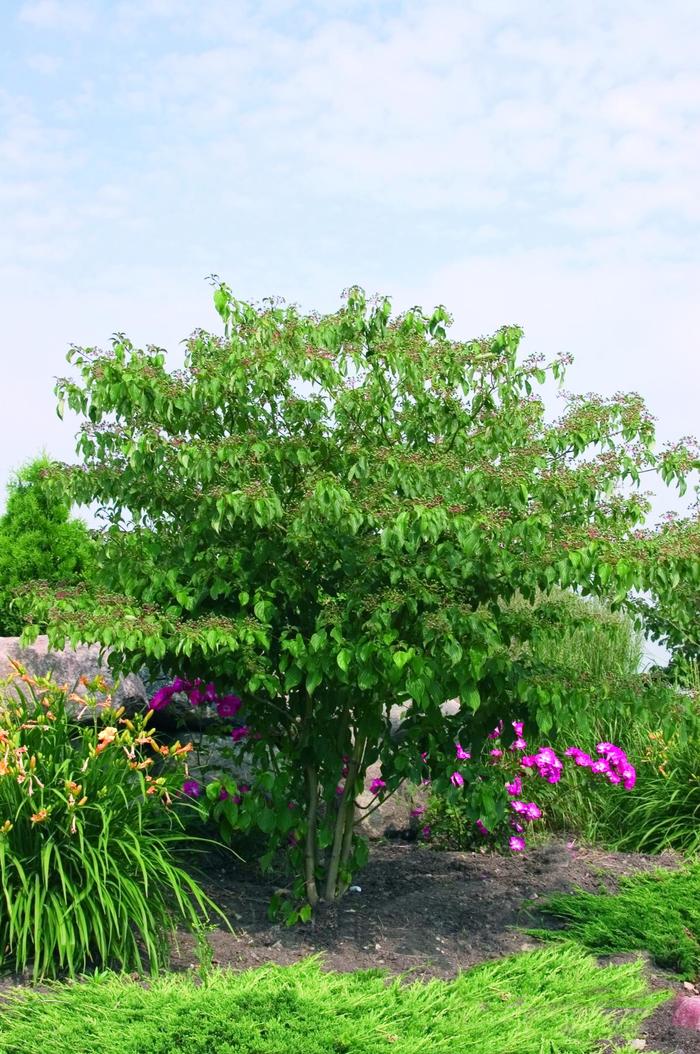 Pagoda Dogwood - Cornus alternifolia