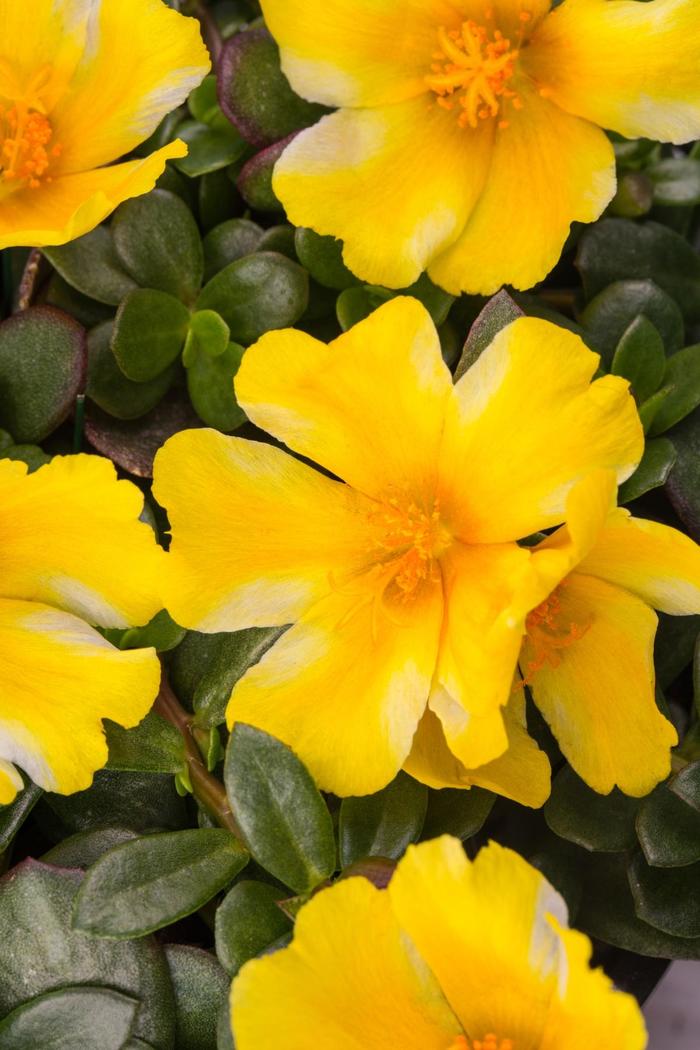 Moss Rose - Portulaca Lemon Twist Moss Rose - Portulaca Lemon Twist