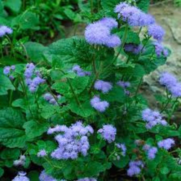 Ageratum - Artist Blue Ageratum - Artist Blue
