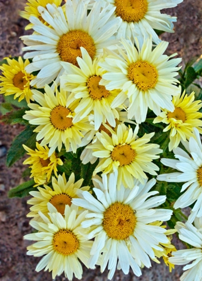 Amazing Daisies® 'Banana Cream' - Leucanthemum x superbum (Shasta Daisy) Amazing Daisies® 'Banana Cream' - Leucanthemum x superbum (Shasta Daisy)