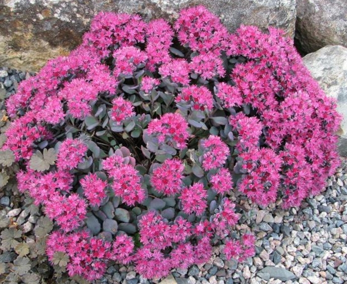 Stonecrop - Sedum cauticola 'Lidakense' Stonecrop - Sedum cauticola 'Lidakense'