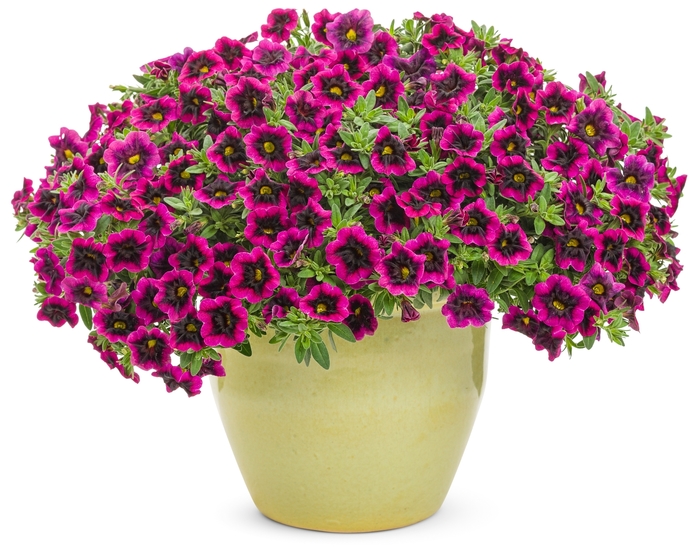 Superbells® 'Blackcurrant Punch™' - Calibrachoa Superbells® 'Blackcurrant Punch™' - Calibrachoa