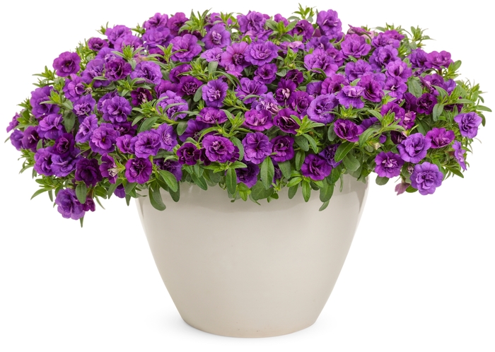 Superbells® Double Blue - Calibrachoa hybrid Superbells® Double Blue - Calibrachoa hybrid