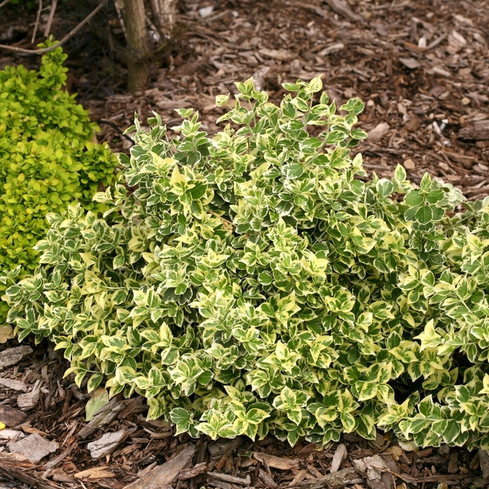 White Album® - Euonymus fortunei White Album® - Euonymus fortunei