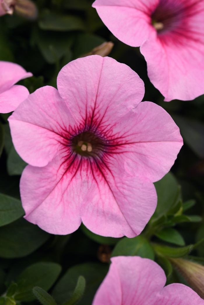 Headliner™ Pink Vein - Petunia x hybrida Headliner™ Pink Vein - Petunia x hybrida