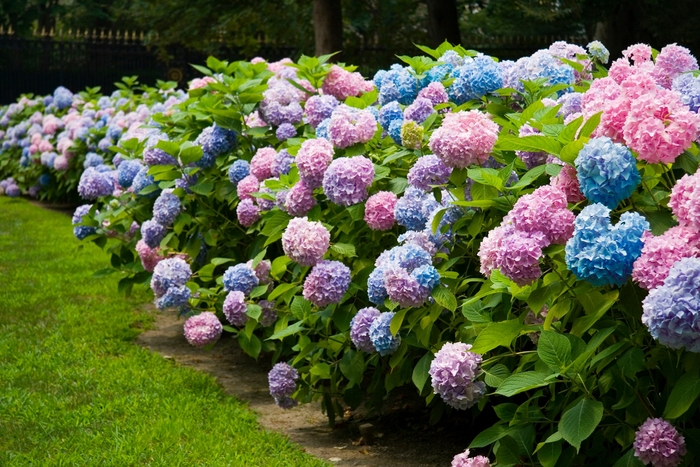 'The Original' Bigleaf Hydrangea - Hydrangea macrophylla