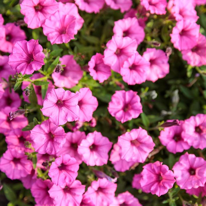 petunia - petunia supertunia 'mini vista hot pink' petunia - petunia supertunia 'mini vista hot pink'