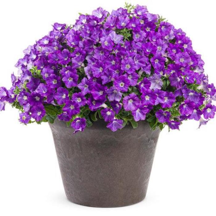 Petunia Supertunia Mini Vista Morning Glory 