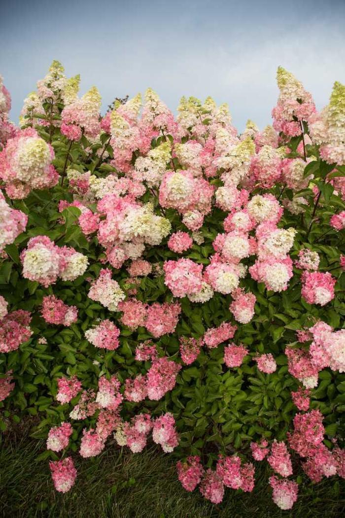 Berry White® Hydrangea - Hydrangea paniculata 'Renba' Berry White® Hydrangea - Hydrangea paniculata 'Renba'