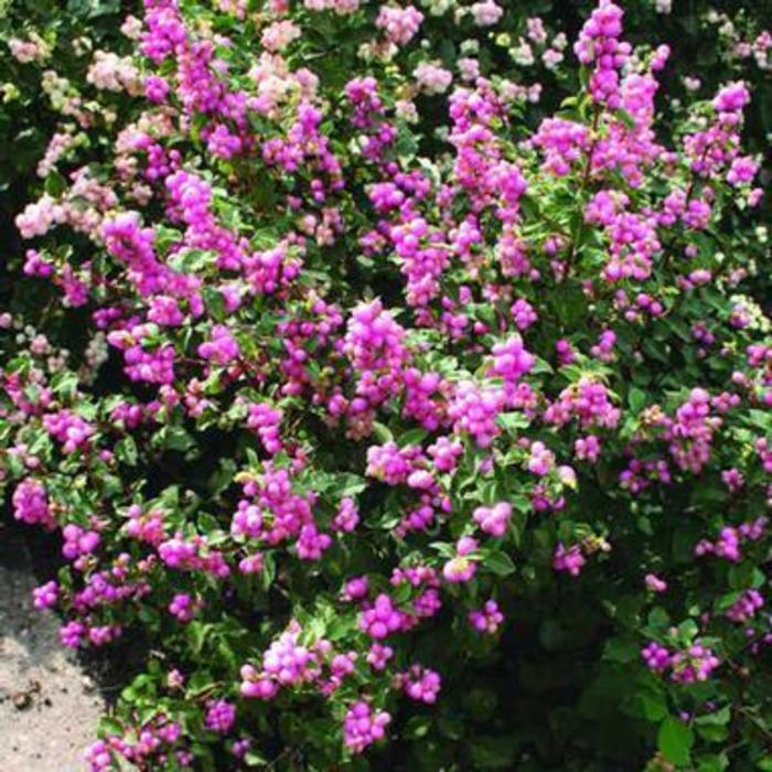 First Editions® Candy™ Coralberry - Symphoricarpos x doorenbosii 'Kolmcan' First Editions® Candy™ Coralberry - Symphoricarpos x doorenbosii 'Kolmcan'