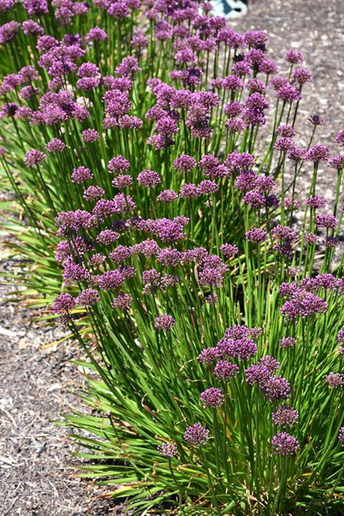 Windy City Ornamental Onion - Allium 'Windy City' Windy City Ornamental Onion - Allium 'Windy City'