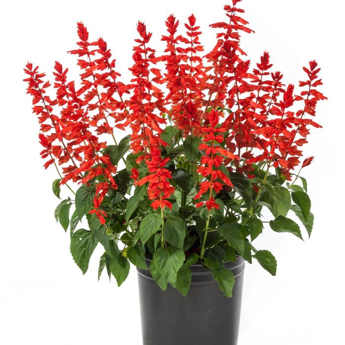 Sanvitalia | Salvia Splendens Grandstand Red | Jim Whiting Nursery