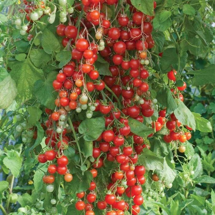 Cherry Tomato - Solanum Lycopersicum 'Super Sweet 100'