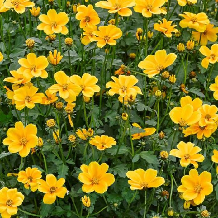 Golden Empire - Bidens Golden Empire - Bidens