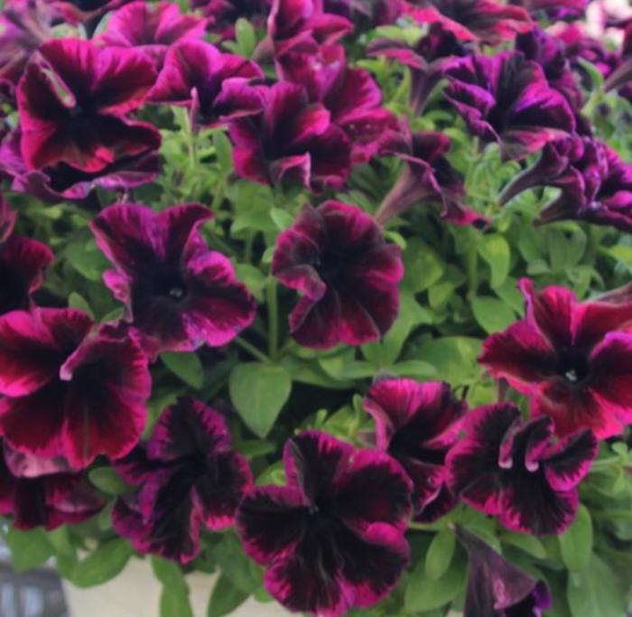 Crazytunia | Cosmic Purple Petunia | Jim Whiting Nursery