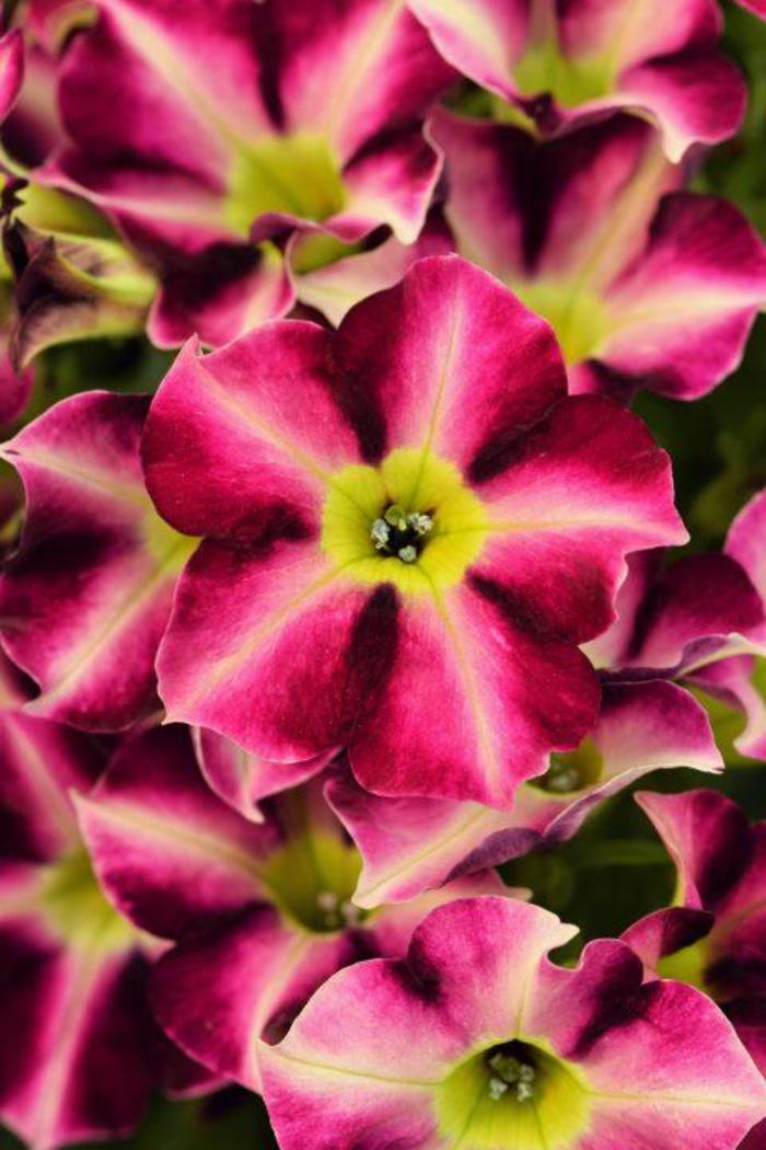 Crazytunia | Star Fruit Petunia | Jim Whiting Nursery