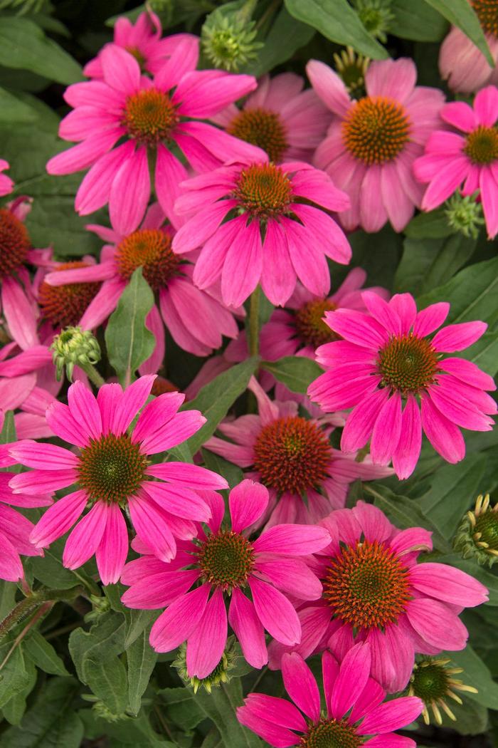 Kim's Knee High Coneflower - Echinacea 'Kim's Knee High' Kim's Knee High Coneflower - Echinacea 'Kim's Knee High'