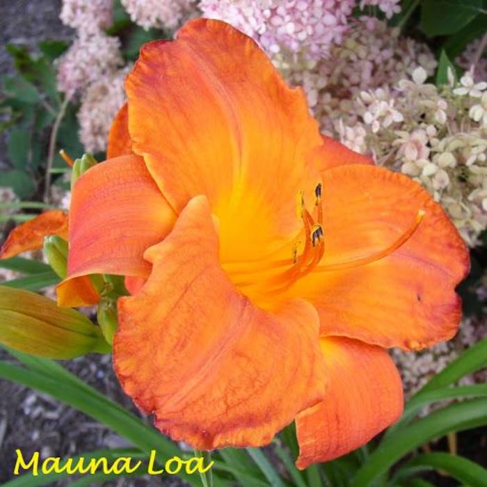 Daylily Mauna Loa - Hemerocallis Mauna Loa