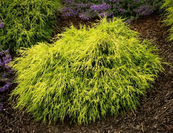 Golden Mop Threadleaf Falsecypress - Chamaecyparis pisifera 'Mops' Golden Mop Threadleaf Falsecypress - Chamaecyparis pisifera 'Mops'