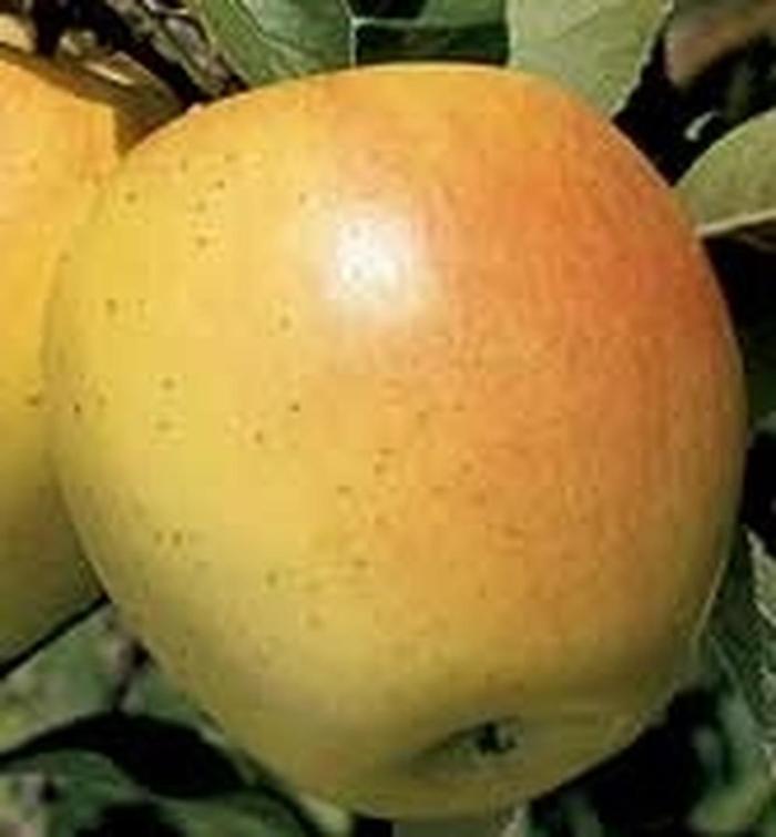Honey Gold Apple - Malus Honey Gold Honey Gold Apple - Malus Honey Gold