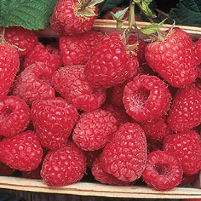 Raspberry Encor - Rubus Raspberry Encor - Rubus