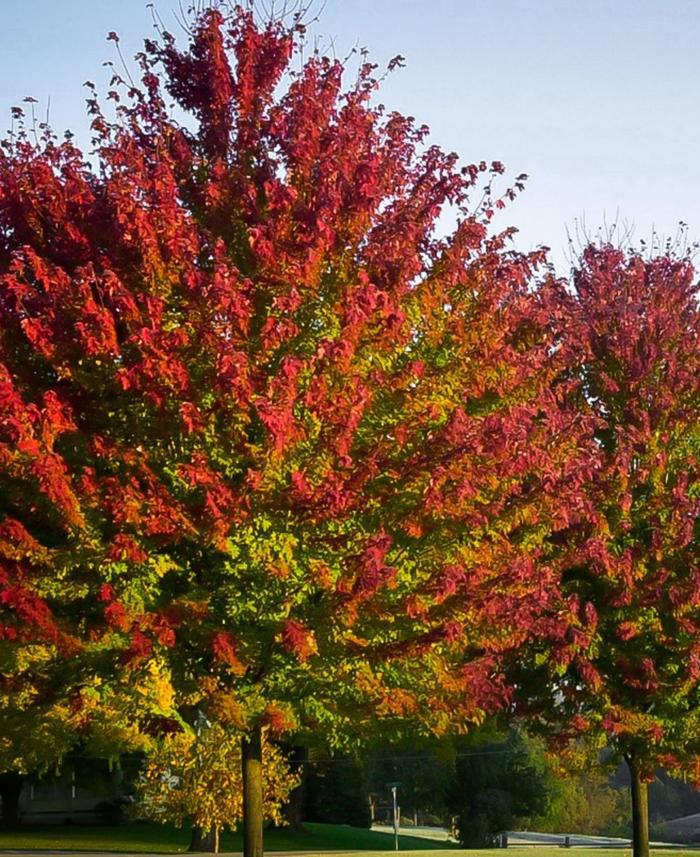 Celebration® Maple - Acer x freemanii 'Celzam' Celebration® Maple - Acer x freemanii 'Celzam'