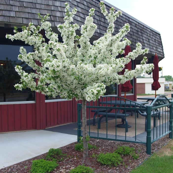 Firebird Crabapple - Malus ''Firebird'' Firebird Crabapple - Malus ''Firebird''