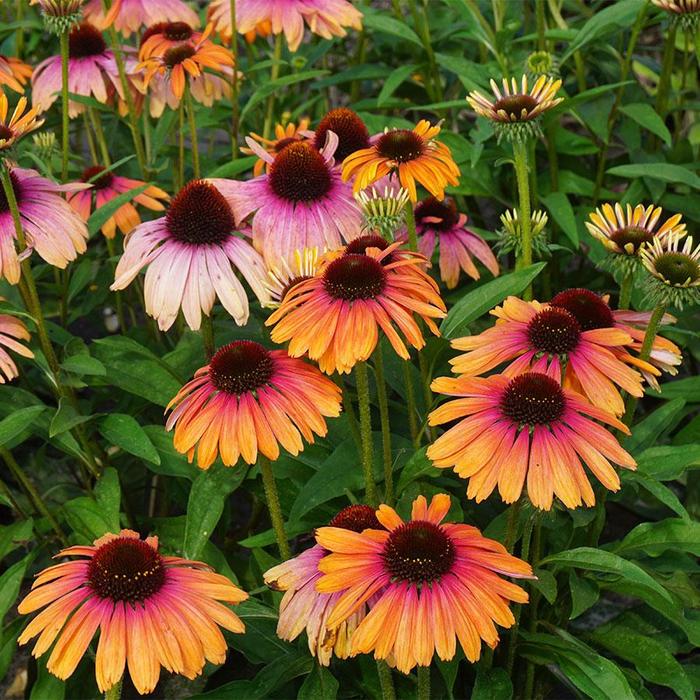Rainbow Marcella Coneflower - Echinacea Rainbow Marcella Coneflower - Echinacea