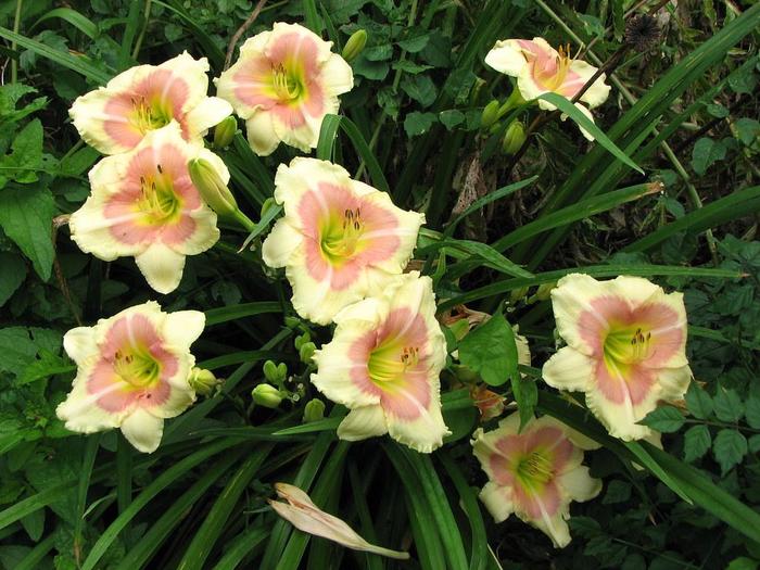 When My Sweetheart Returns - Hemerocallis When My Sweetheart Returns - Hemerocallis