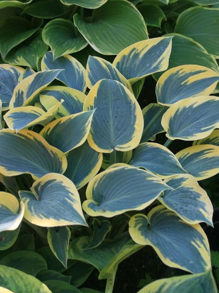 Plantain Lily - Hosta First Frost