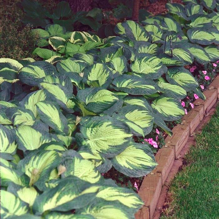 Plantain Lily - Hosta Great Expectations