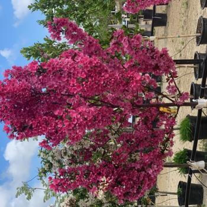 Show Time Crabapple - Malus 'Shotizam' Show Time Crabapple - Malus 'Shotizam'