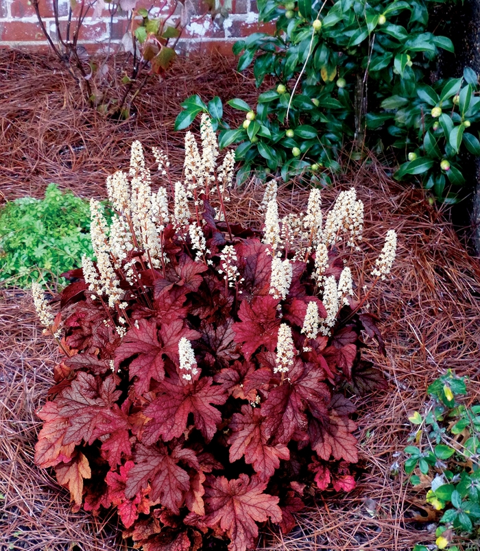 'Peach Tea' Foamy Bells - Heucherella 'Peach Tea' Foamy Bells - Heucherella