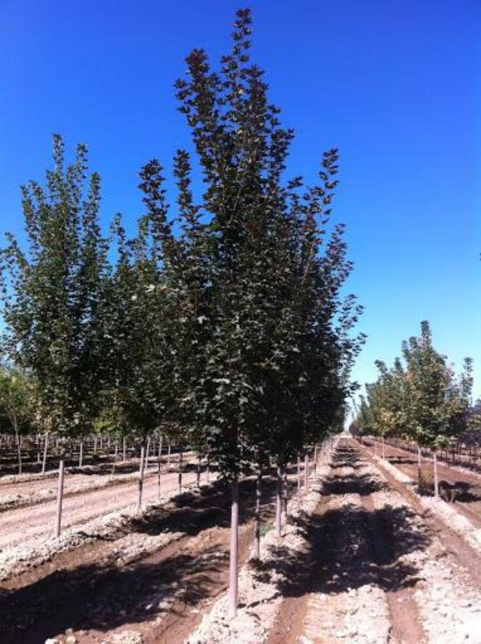 Fairview Maple - Acer Platanoides Fairview Fairview Maple - Acer Platanoides Fairview