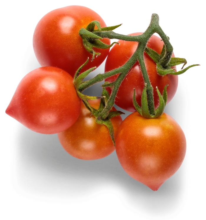 Tempting Tomatoes™ Goodhearted™ - Lycopersicon esculentum 'Goodhearted™' (Tomato)