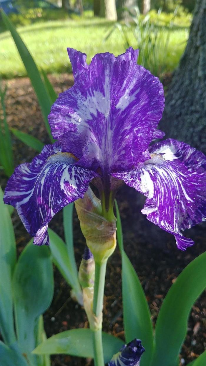 Batik Bearded Iris - Batik Bearded Iris 