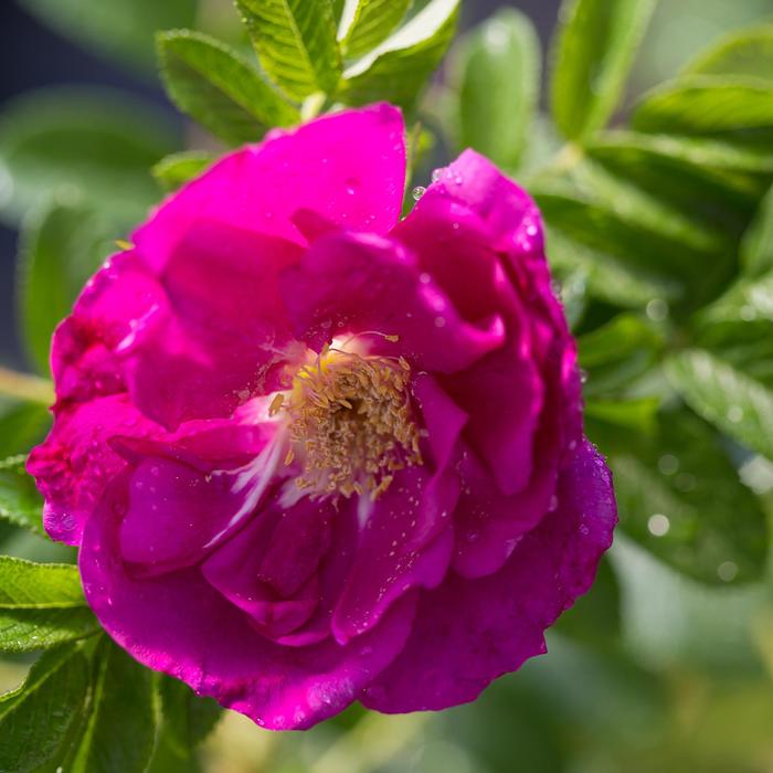 Lotty's Love® - Rosa hybrid Lotty's Love® - Rosa hybrid