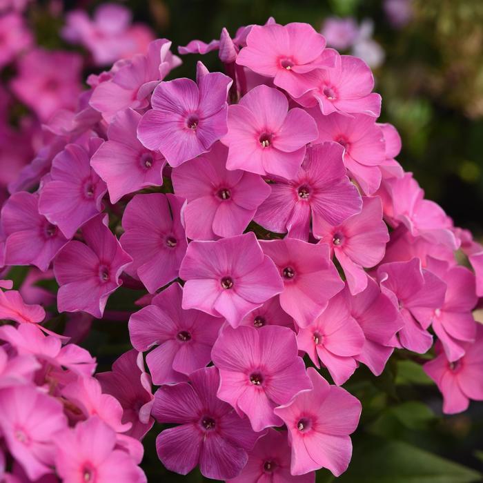 Super Ka-Pow&trade; 'Pink' - Phlox paniculata (Garden Phlox)