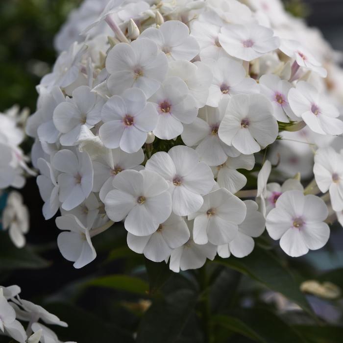 Super Ka-Pow&trade; 'White' - Phlox paniculata (Garden Phlox)