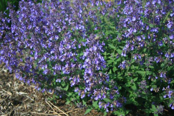 'Junior Walker&trade;' Catmint - Nepeta x faassenii