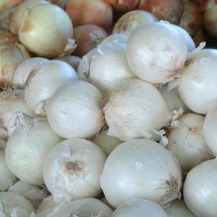 White Onion - Allium cepa