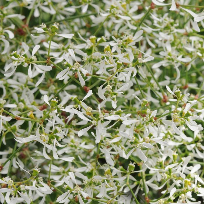 Breathless® 'White' - Euphorbia hypericifolia Breathless® 'White' - Euphorbia hypericifolia