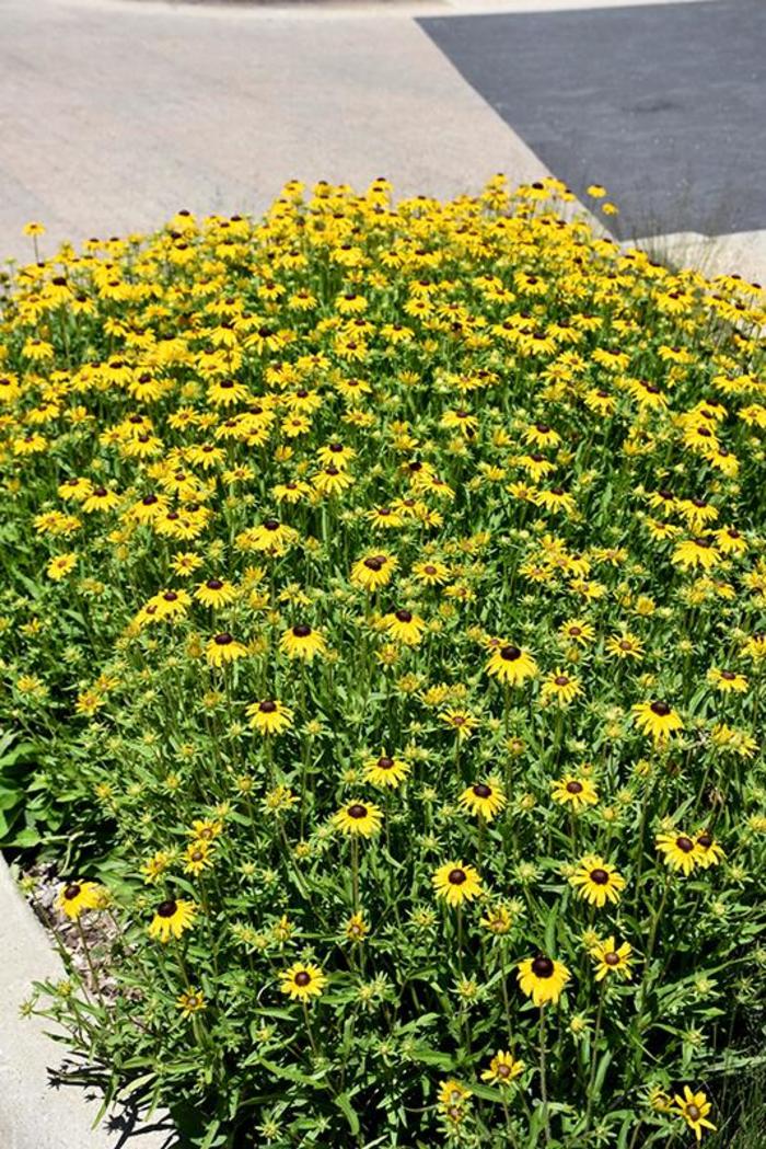 Viette's Little Suzy Back Eyed Susan - Rudbeckia Fulgida Blovi Viette's Little Suzy Back Eyed Susan - Rudbeckia Fulgida Blovi