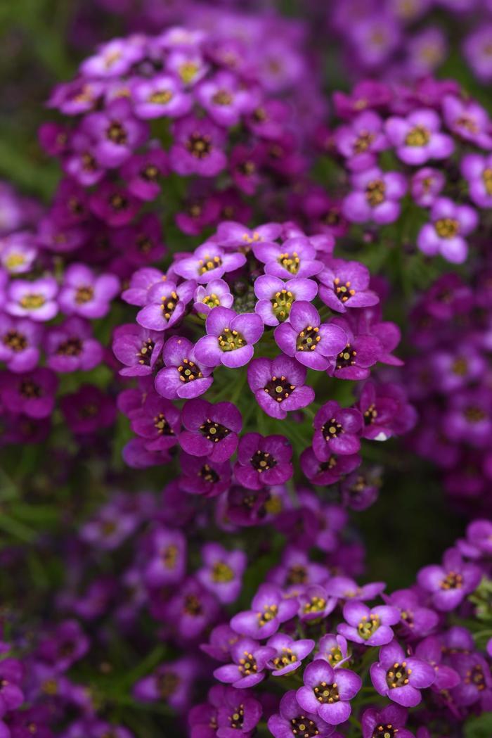Alyssum - Lobularia maritima